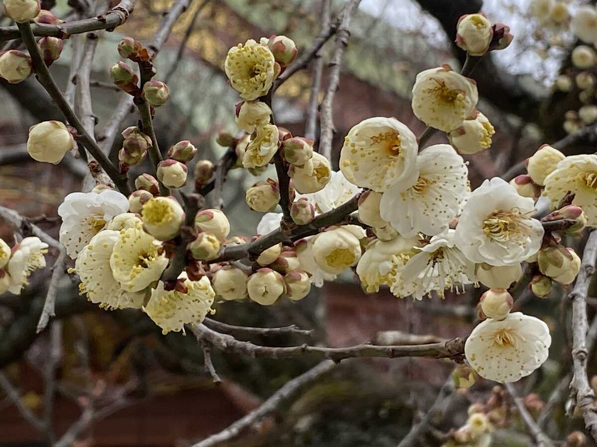 北野天満宮　梅の花