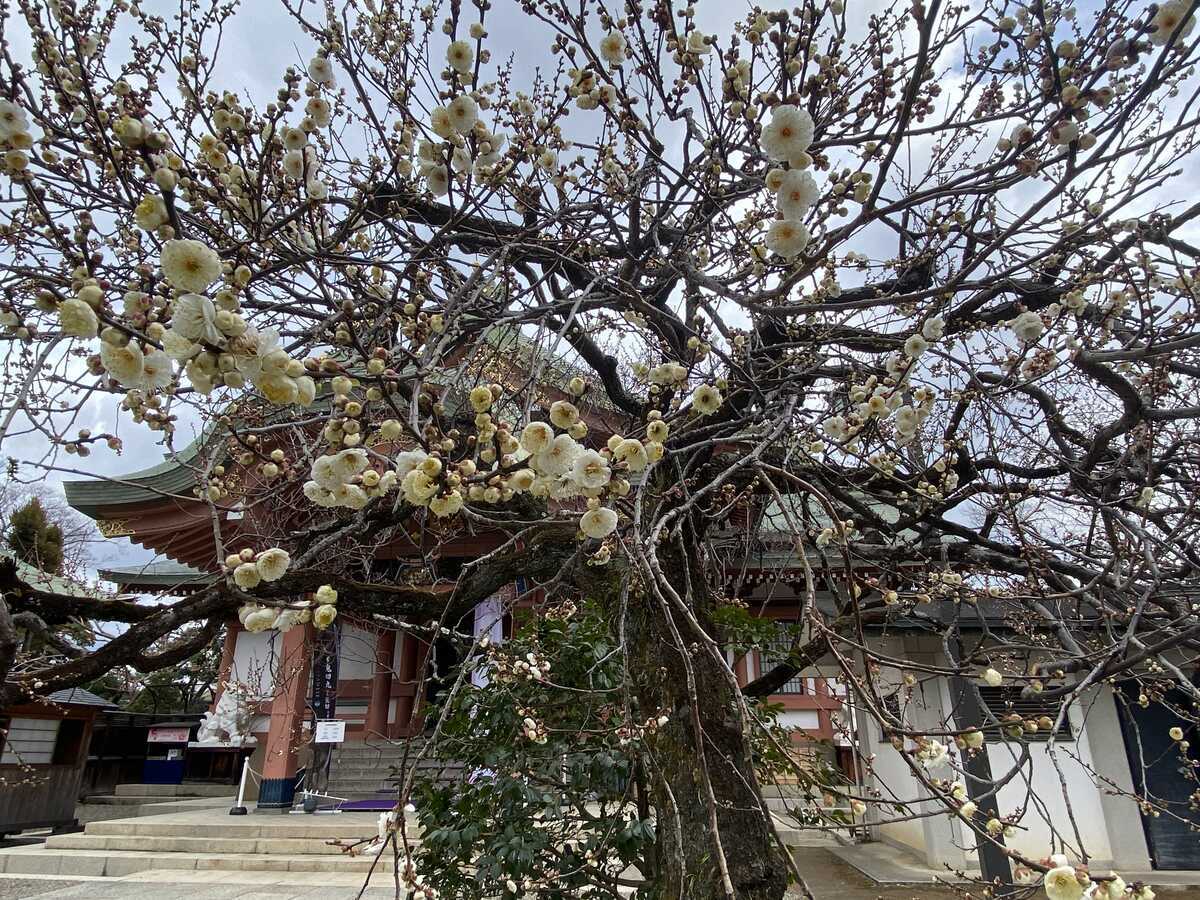 京都・北野天満宮　宝物殿前梅