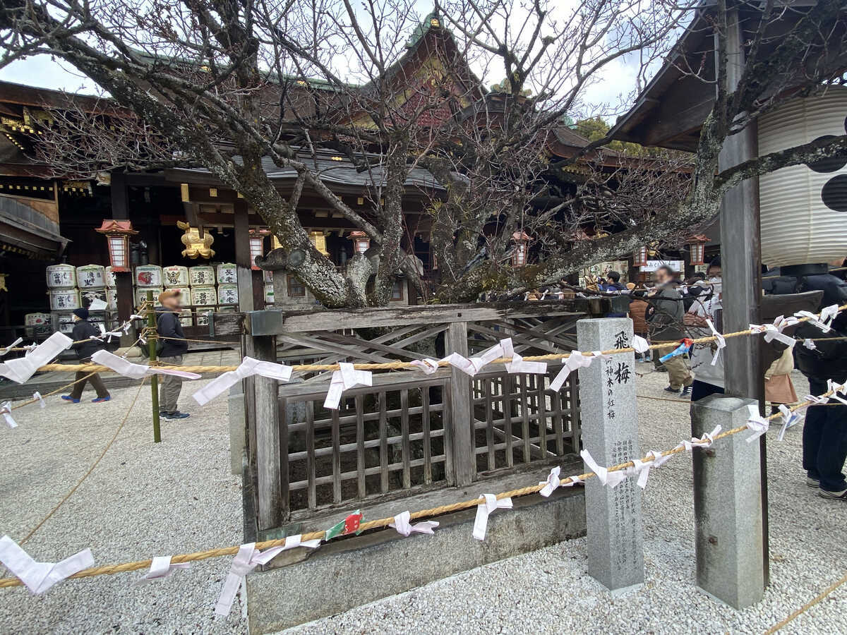 京都・北野天満宮　本殿前飛梅