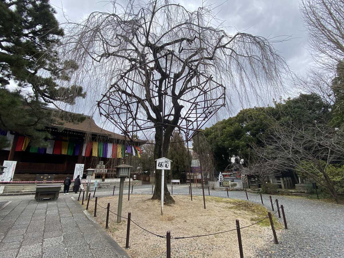千本釈迦堂　お阿亀桜