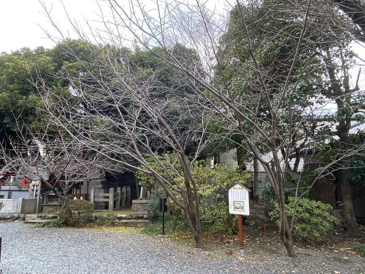 御衣黄桜　千本釈迦堂