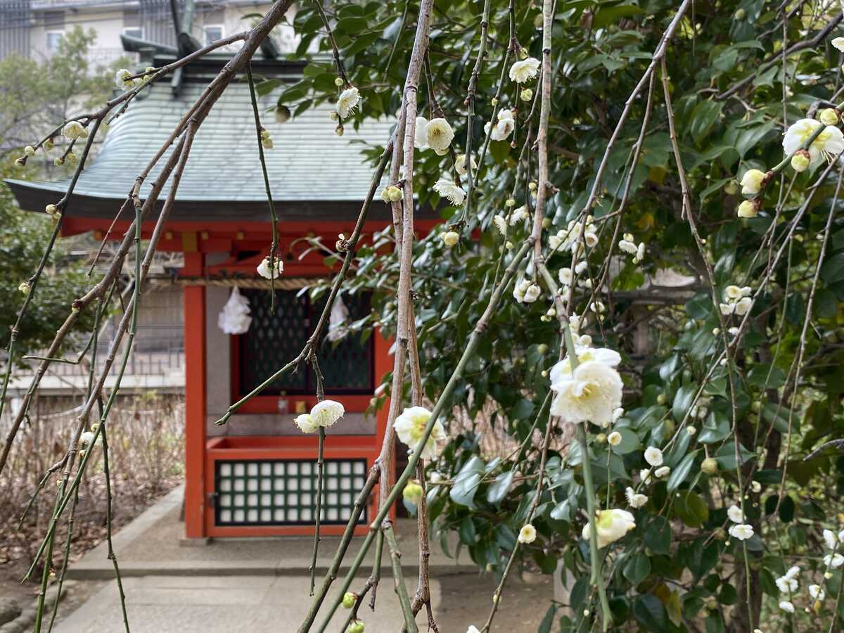 生田神社（神戸市）　梅
