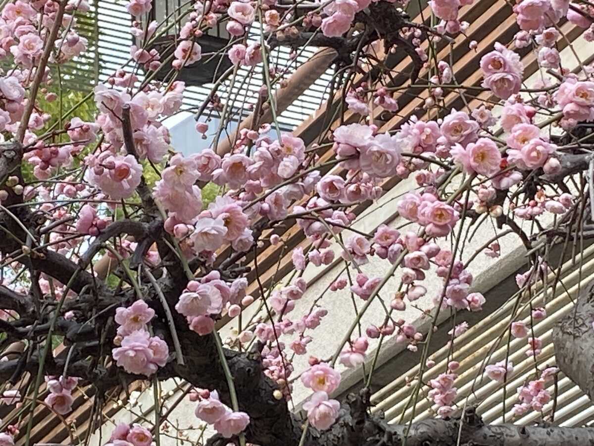 生田神社（神戸市）　梅