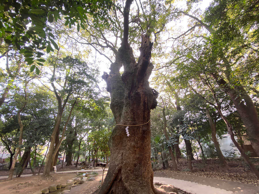 生田神社（神戸市）生田森　御神木