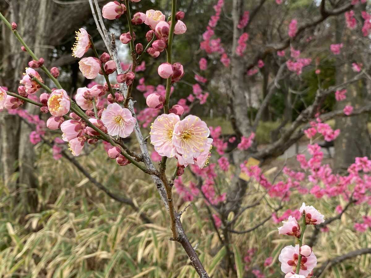 梅小路公園　梅　名称