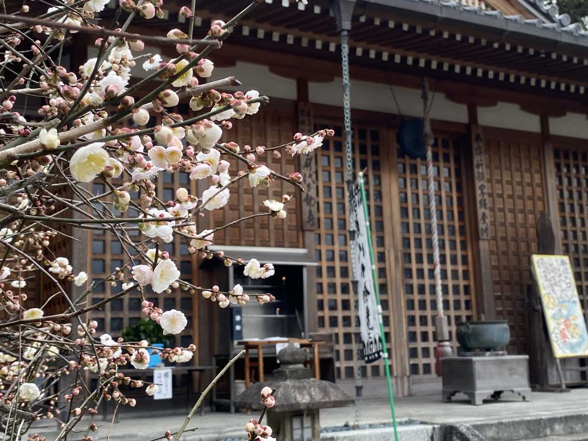 法住寺　梅の花　京都市東山区