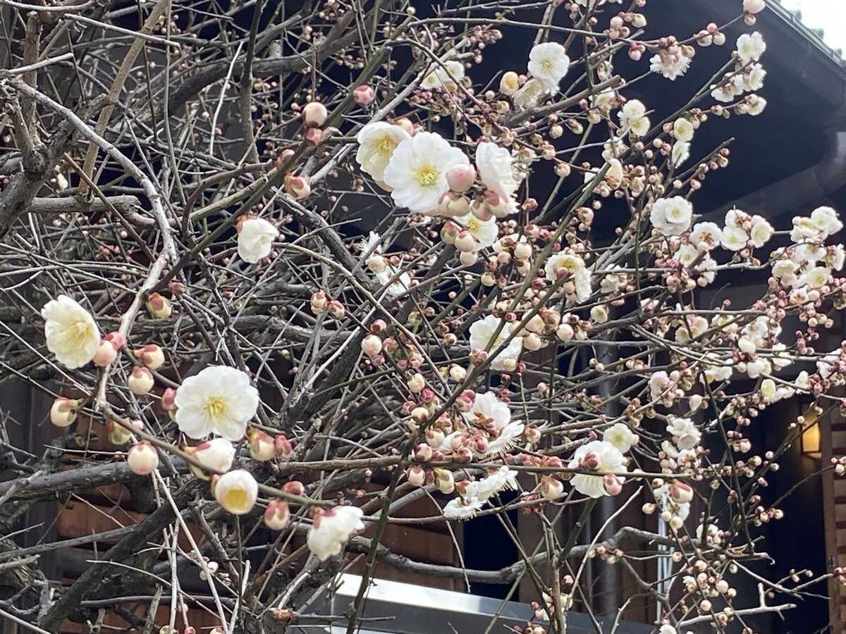 法住寺　梅の花　京都市東山区