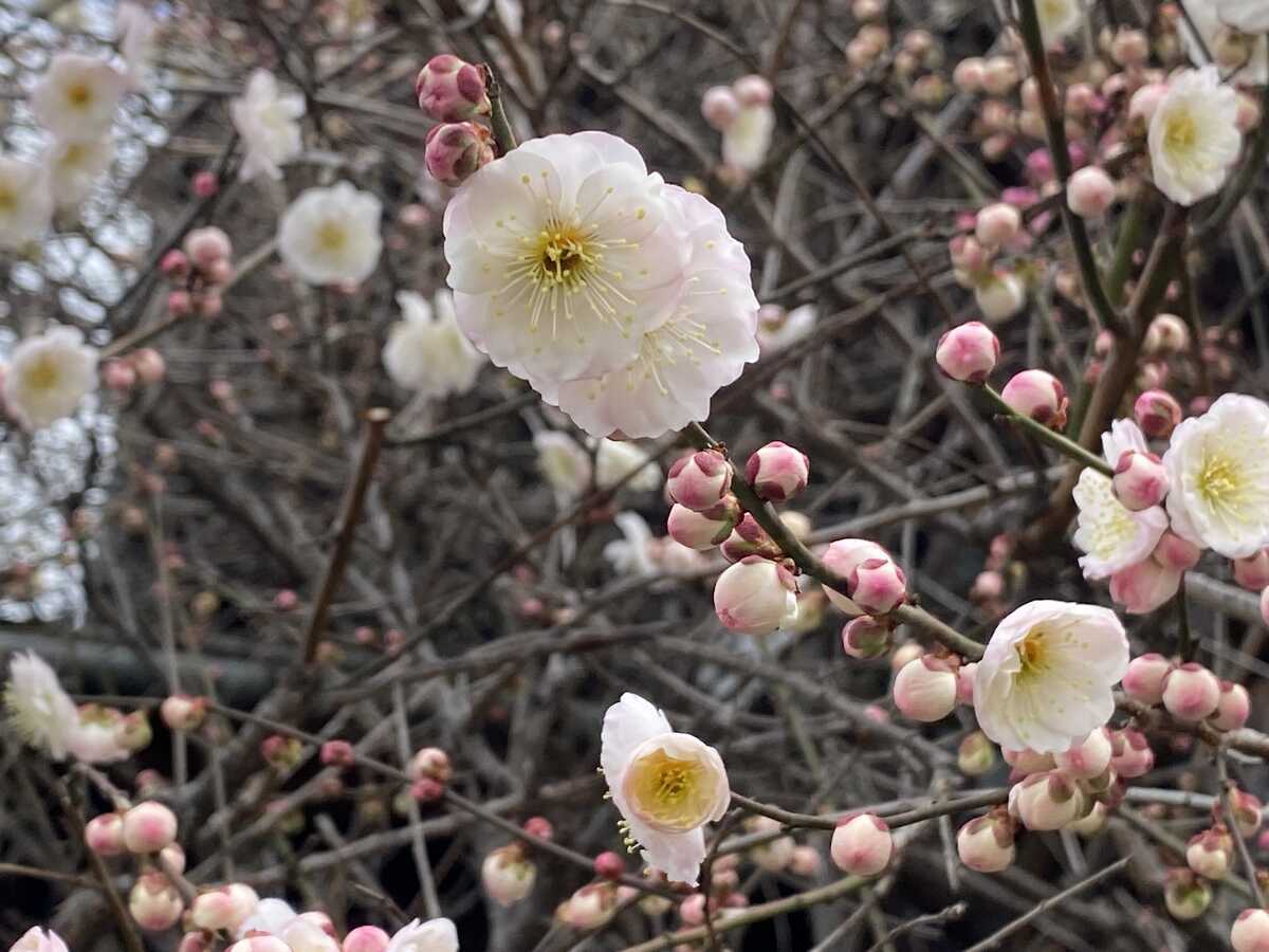 法住寺