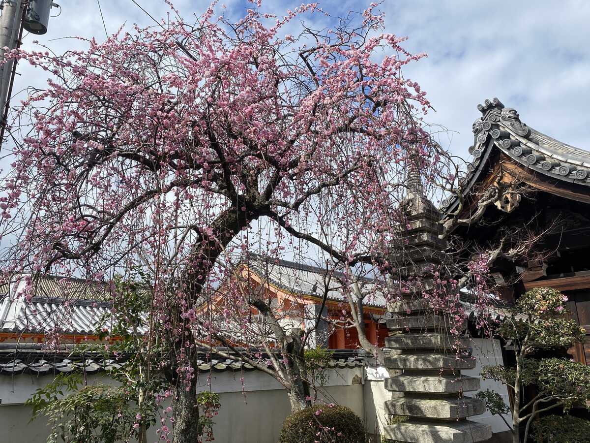 法住寺　しだれ梅　京都市東山区