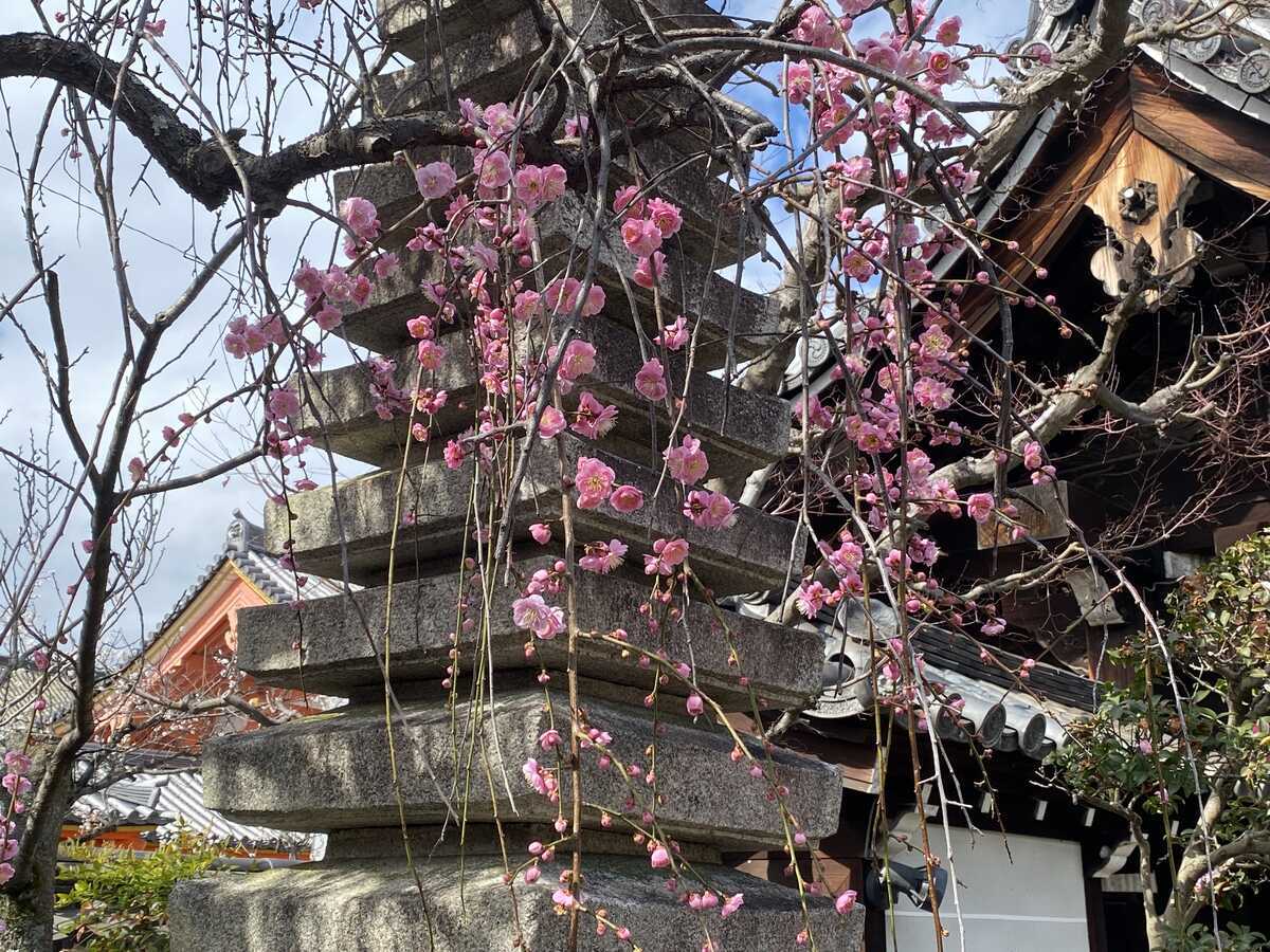 法住寺　しだれ梅　京都市東山区