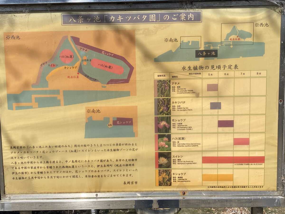 長岡天満宮　八条ケ池