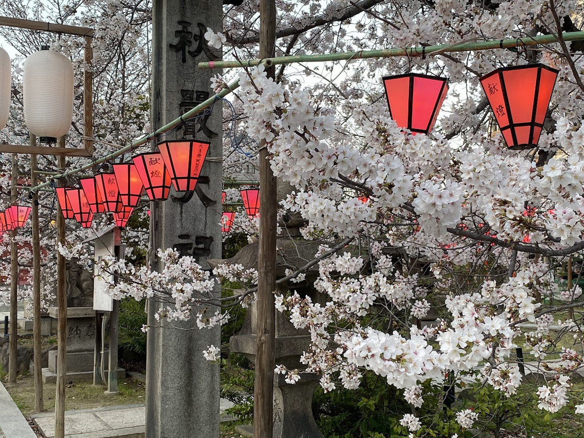 土佐稲荷神社　2023年３月28日桜