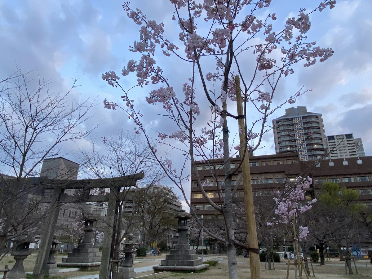 土佐稲荷神社　2023年３月23日桜