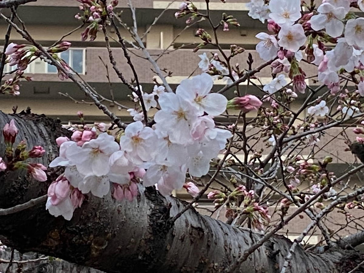 土佐稲荷神社　2023年３月23日桜