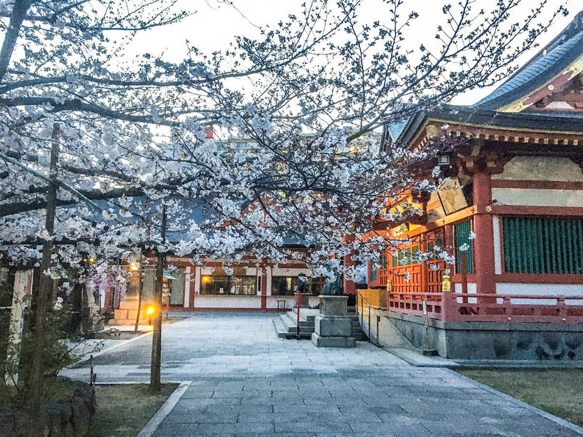 土佐稲荷神社　2021年３月26日桜