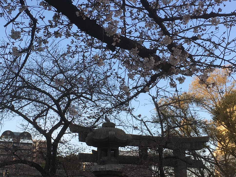 土佐稲荷神社　2020年３月25日桜