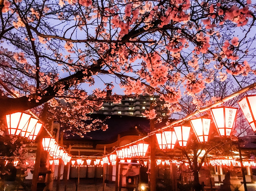 土佐稲荷神社　2020年３月30日桜