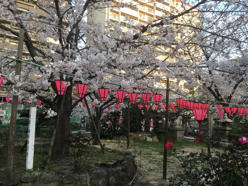 土佐稲荷神社　2020年4月2日桜