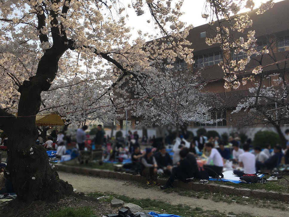 土佐稲荷神社　2019年4月6日桜