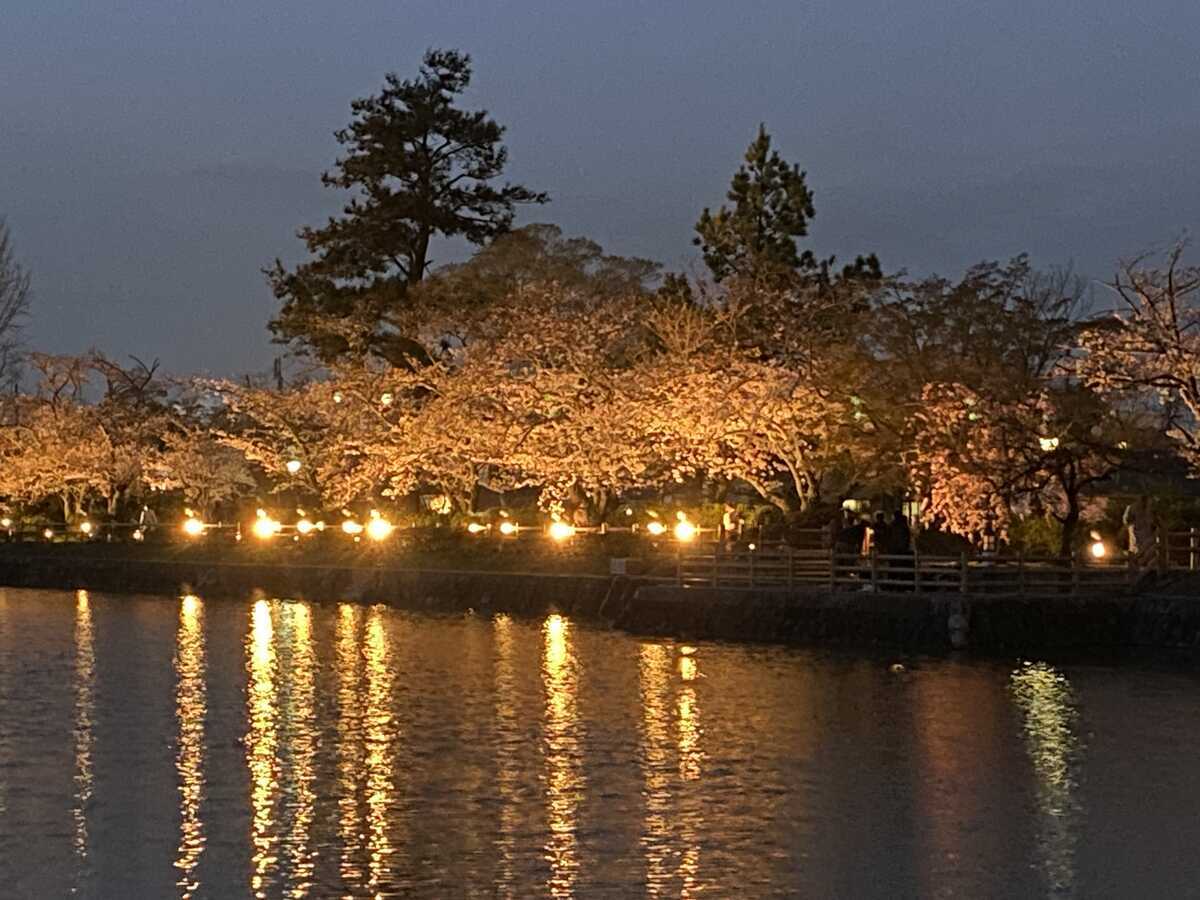 八条ケ池　ライトアップされた桜並木が見える水上橋へ
