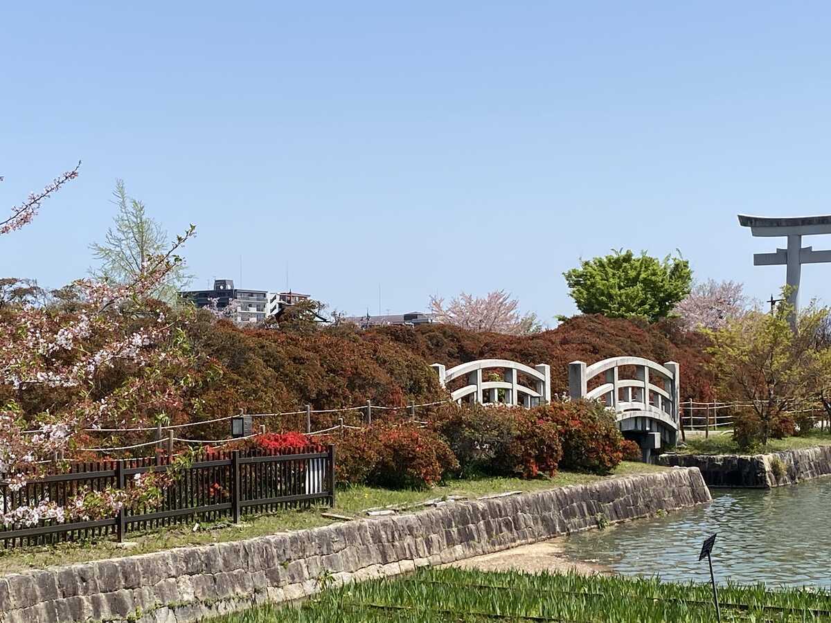 キリシマツツジ　長岡天満宮・八条ケ池2024年（令和６年）