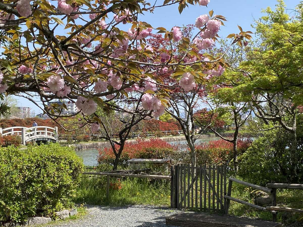 長岡天満宮・キリシマツツジ　2024年（令和６年）