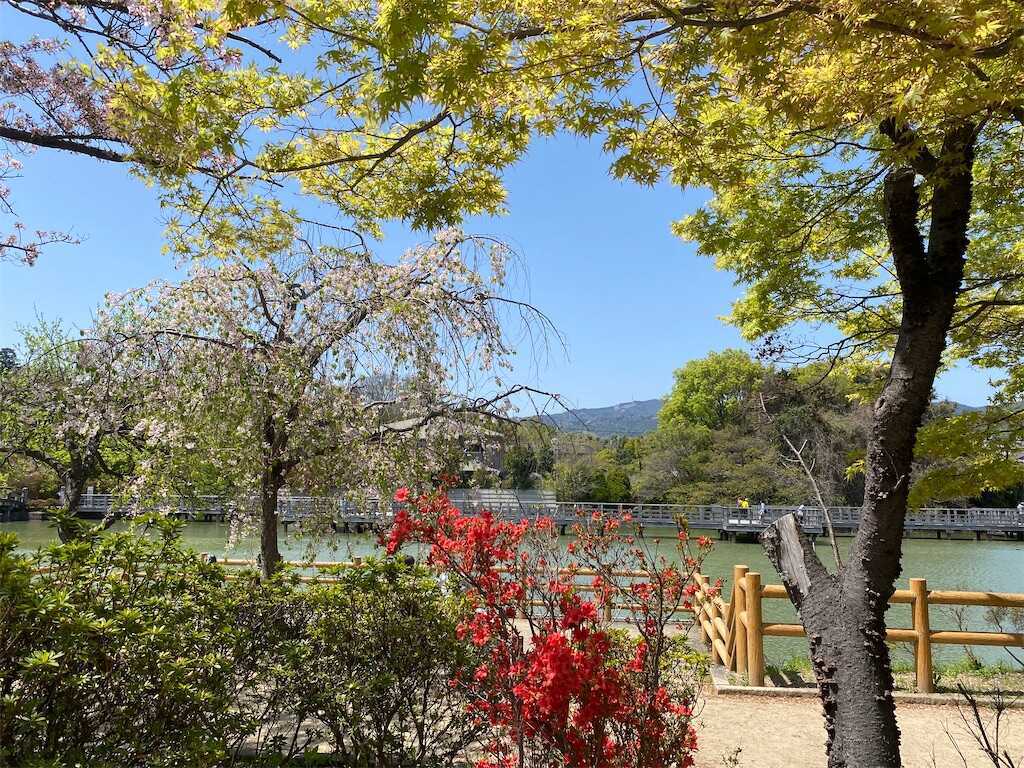 八条ケ池桜並木（京都市長岡京市）桜とキリシマツツジ