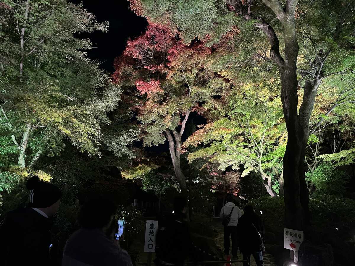 高台寺　秋の夜間特別拝観
