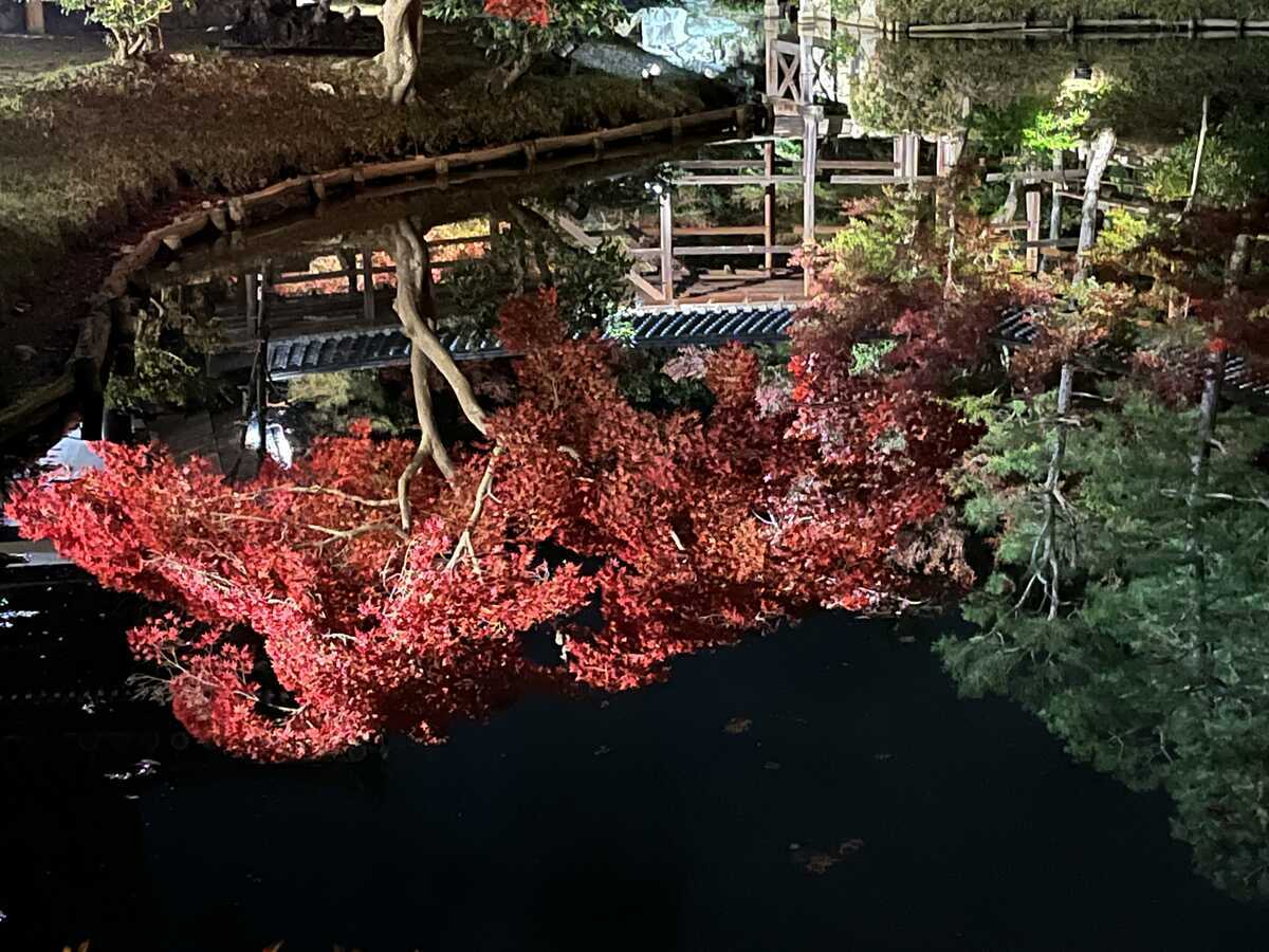 臥竜池に映える紅葉　高台寺　秋の夜間特別拝観