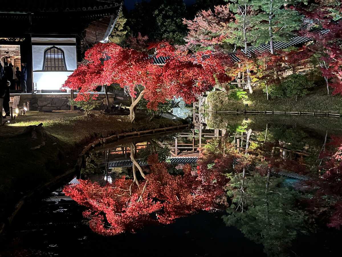 臥竜池に映える紅葉　高台寺　秋の夜間特別拝観