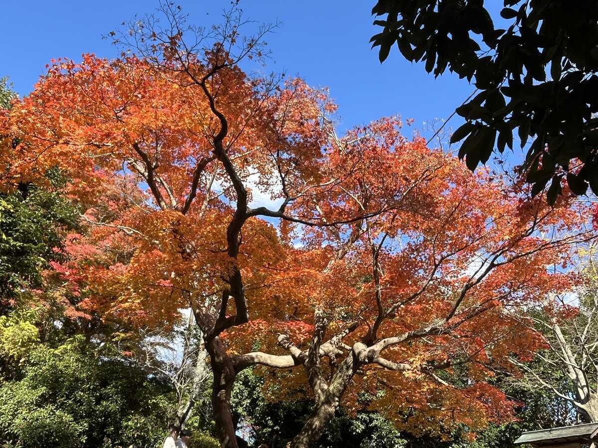 嵐山紅葉　2024