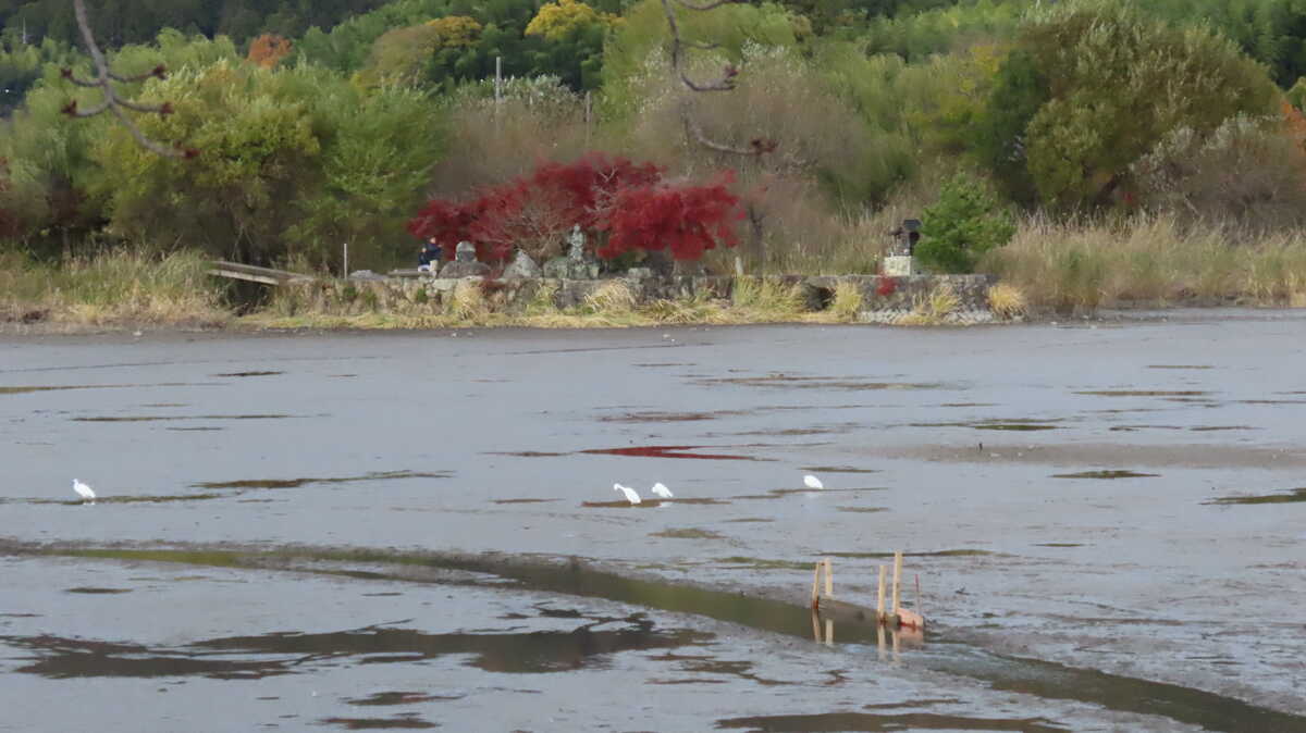 広沢の池観音島
