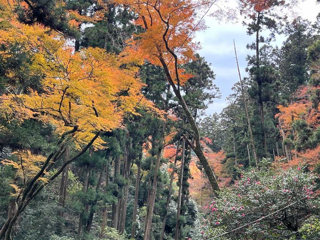 f:id:m3785com:20241212190704j:image