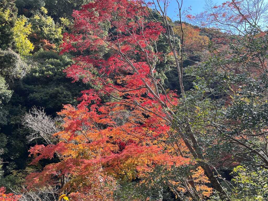 f:id:m3785com:20241212190720j:image
