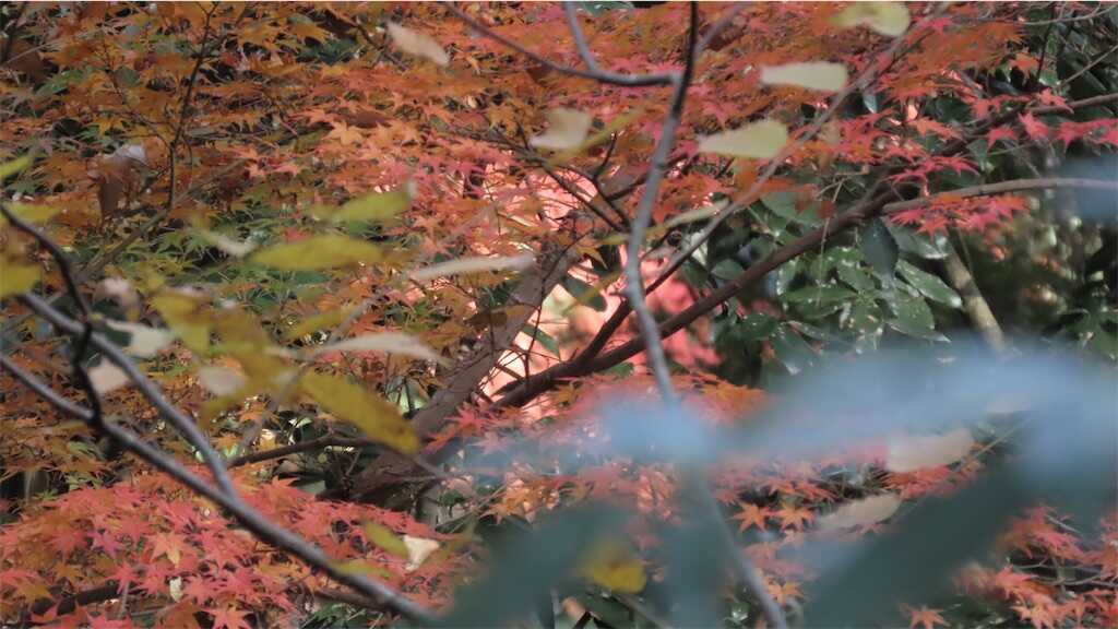 f:id:m3785com:20241212191622j:image