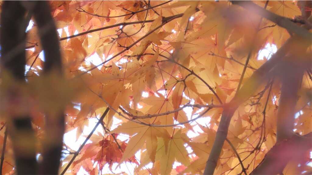 f:id:m3785com:20241212191706j:image