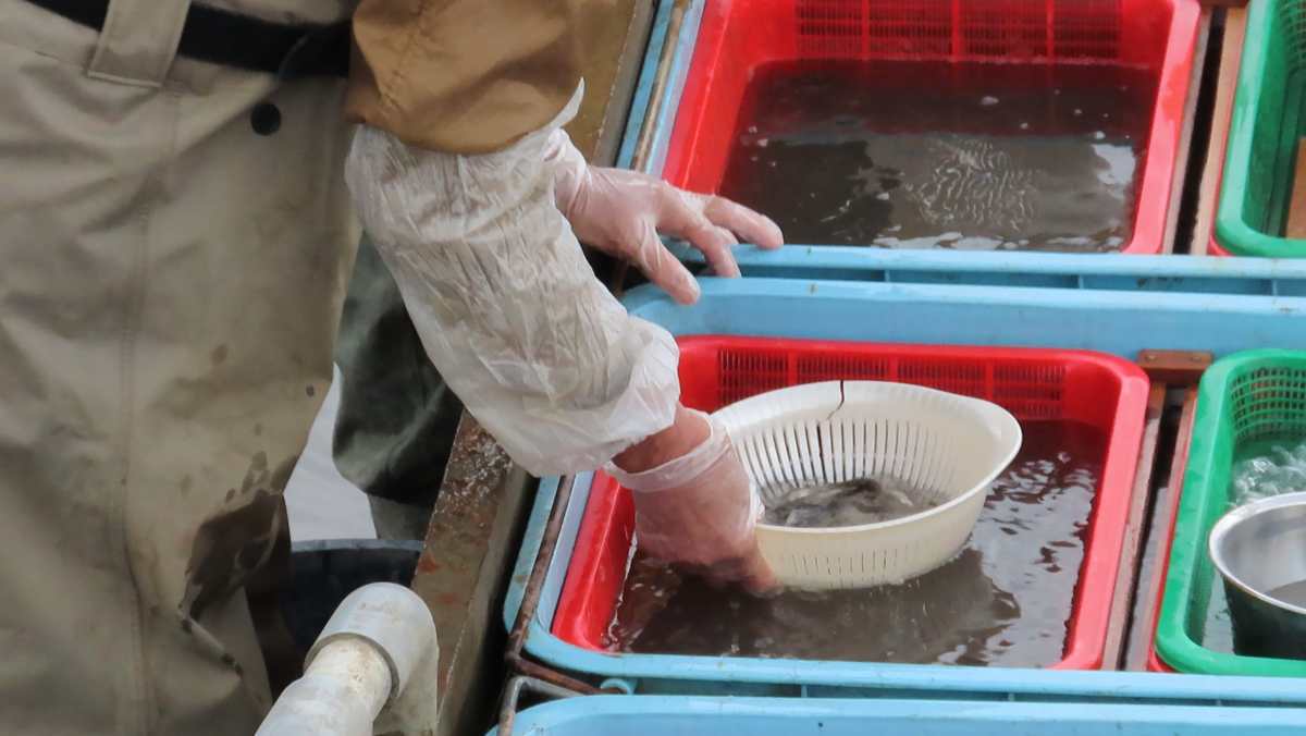広沢の池　鯉上げ2024年
