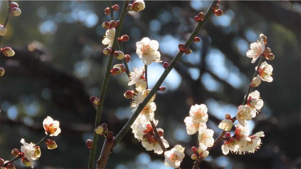 f:id:m3785com:20250224182001j:image