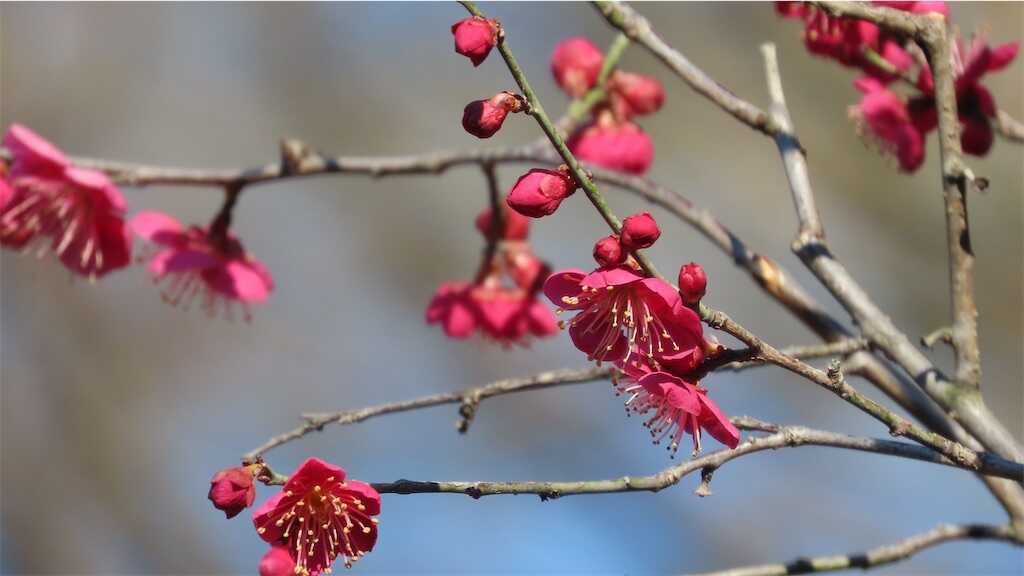 f:id:m3785com:20250224182009j:image
