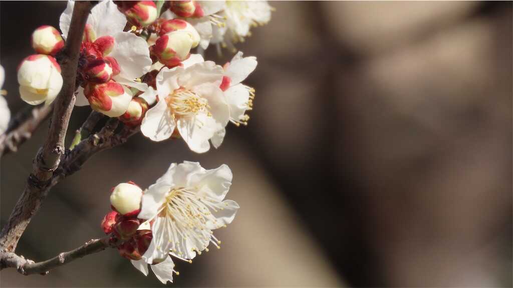 f:id:m3785com:20250224182012j:image