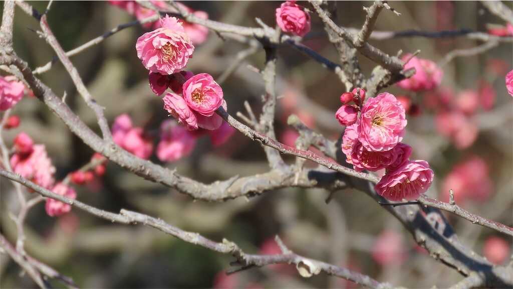 f:id:m3785com:20250224182041j:image