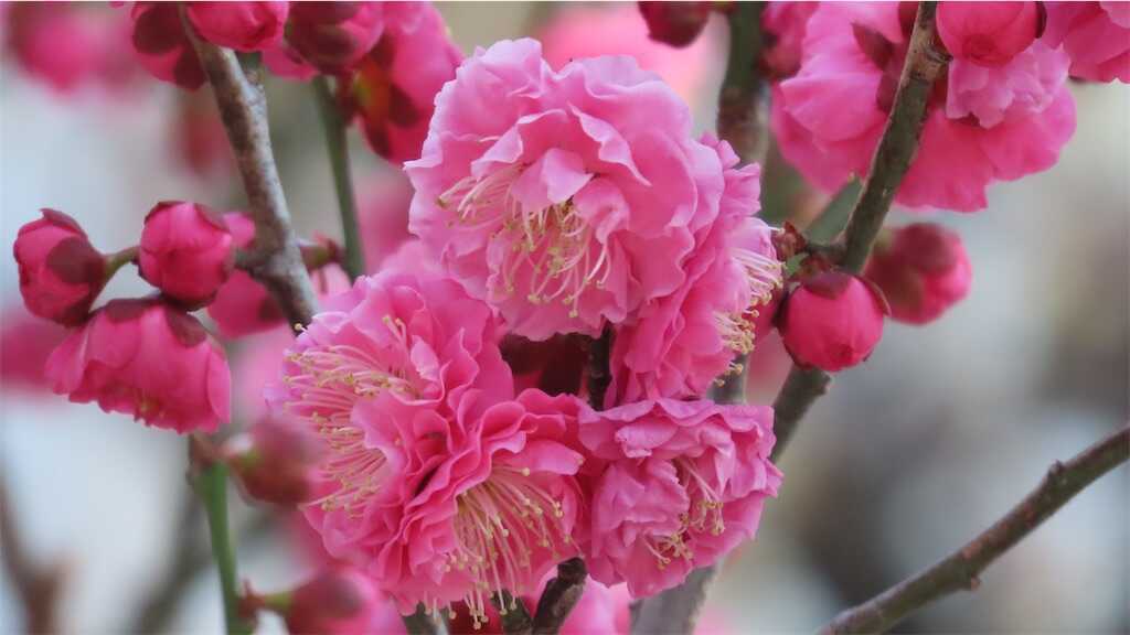 f:id:m3785com:20250224185308j:image