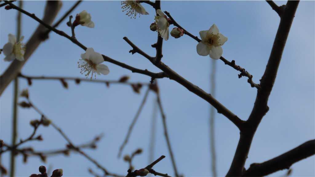 f:id:m3785com:20250305182537j:image