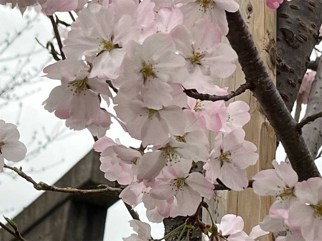 f:id:m3785com:20250327185307j:image