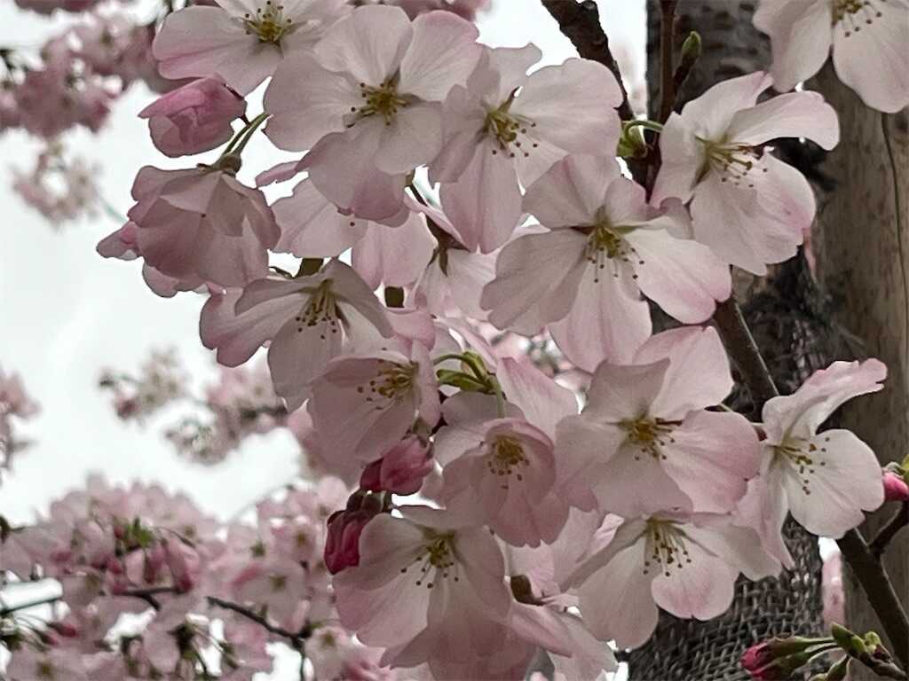 f:id:m3785com:20250327185311j:image