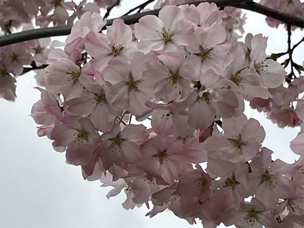 f:id:m3785com:20250327185320j:image