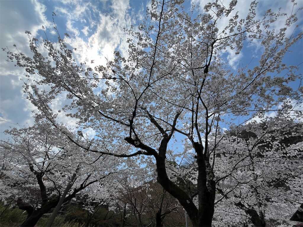 f:id:m3785com:20250411184059j:image