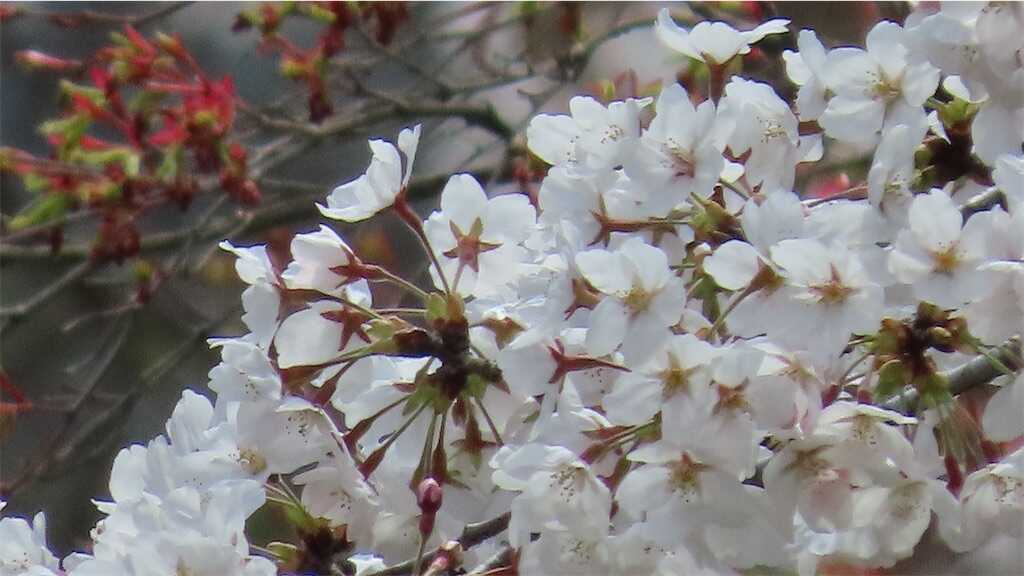 f:id:m3785com:20250411184128j:image
