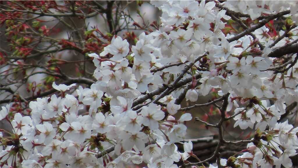 f:id:m3785com:20250411184137j:image