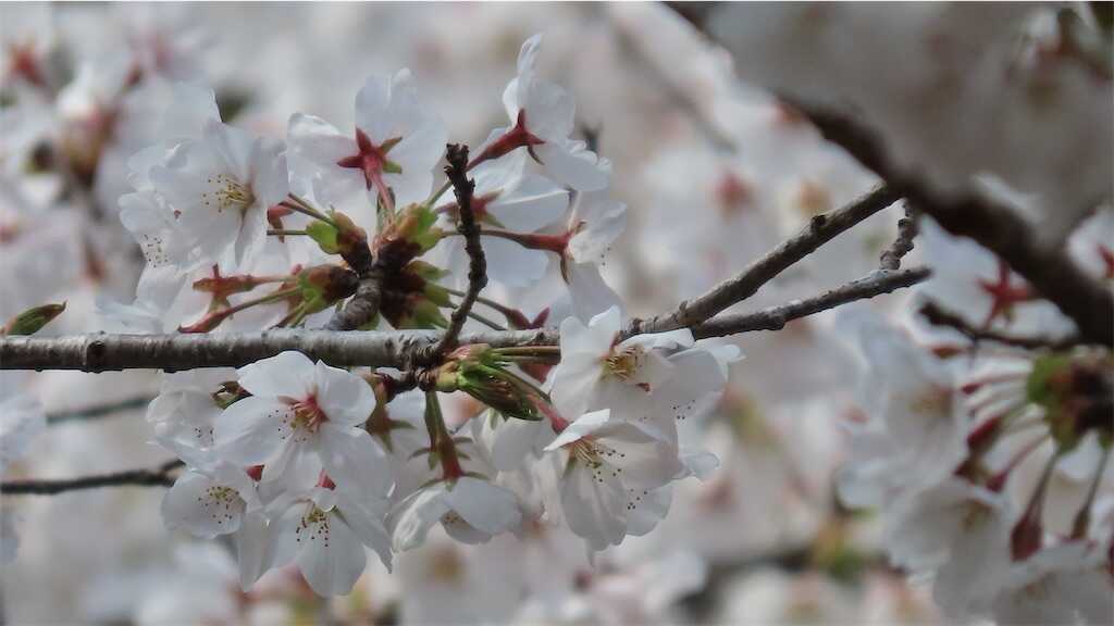 f:id:m3785com:20250411184141j:image